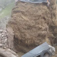 علف و کاه گندم