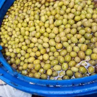 زیتون طارم