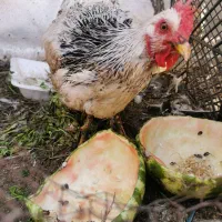 مرغ رسمی جوان