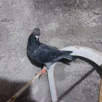 ک.فتر|حیوانات|قوچان, |دیوار