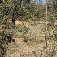 باغ تقریبا۱۲۰۰ مترباغ خونه