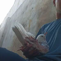 شازده سرور عتیقه