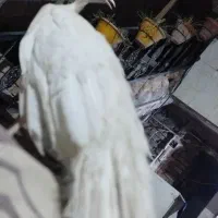 طاووس سفید مصری