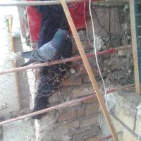 نر سبز کاکلی اطیقه