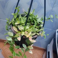 گلهای طبیعی|گل و گیاه طبیعی|یاسوج, |دیوار