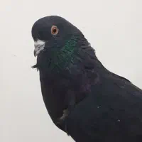 کفتر زاغ گرفتنی همین الان|پرنده|کرباسک, |دیوار