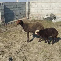 گوسفند داشتی بره دار بره ماده|حیوانات مزرعه|بندر ترکمن, |دیوار