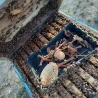 زنبور عسل اصلاح نژاد شده