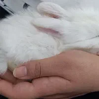 خرگوش مینیاتوری هلندی