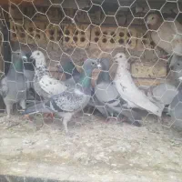 کبوتر پلاکی