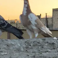 کبوتر پرستو زرد