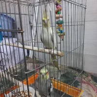 عروس هلندی سخنگو