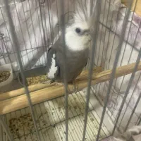 عروس هلندی|پرنده|بندر کنگان, |دیوار