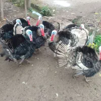 تعدادی بوقلمون به فروش میرسد