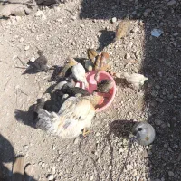 جوجه مرغ محلی