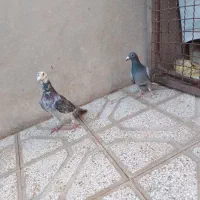 کفتر جنگنده|پرنده|فردوس (خراسان), |دیوار