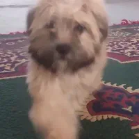 سگ شیتزو  پامرین