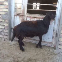 بره قزل افشار و میش قصر جوان|حیوانات مزرعه|سجاس رود, |دیوار