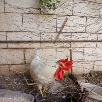 خروس سفید
