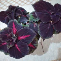 گل حسن یوسف|گل و گیاه طبیعی|ارومیه, |دیوار