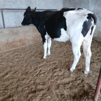 گاوشیری نژاد اصیل|حیوانات مزرعه|مسجد سلیمان, |دیوار