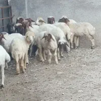 بره ماده داشتی