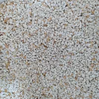 کافشه کوشه یا بذر گلرنگ