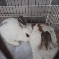 خرگوش پشم آلود