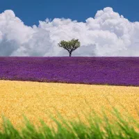 سیم کارت