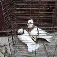 پرنده|پرنده|شوشتر, |دیوار