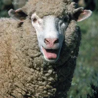 گوسفندخونی|حیوانات مزرعه|مشهد, شهید آوینی|دیوار