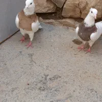 طوقی نسل سیروان اسکندری