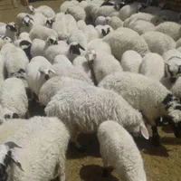 فروش. 940  عدد بره بومی صادراتی درجه یک|حیوانات مزرعه|شاهین‌شهر, فردوسی|دیوار