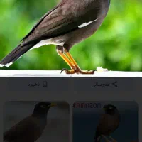 مرغ مینا وعروس هلندی