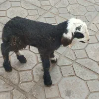 بره ماده یک روزه