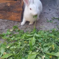 خرگوش|موش و خرگوش|ایذه, |دیوار