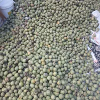 گردو درجه یک|خوردنی و آشامیدنی|تهران, فرحزاد|دیوار