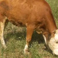 گاو سیمینتال برای قوچ