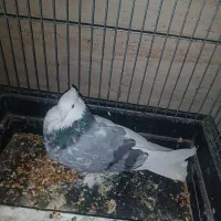 نر هما سرور قیمت مفت