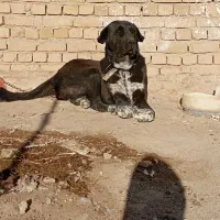 واگذاری سگ ماده|سگ|کبودرآهنگ, |دیوار