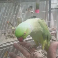 طوطی ملنگو نر دستی و صحبتی