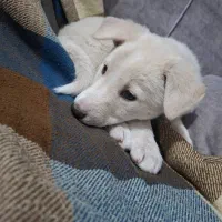 سگ بازی گوش|سگ|حمیدیا, |دیوار