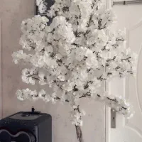 دوتا درختچه  شکوفه سفید نو بزرگ
