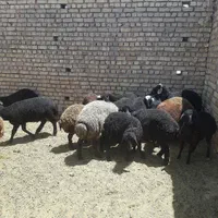 بره نر و ماده عشقی|حیوانات مزرعه|کاشان, نوش آباد|دیوار