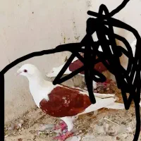 جفت دوکتی|پرنده|شیراز, دروازه قران|دیوار