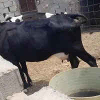 گاو جوان  چاق سرخس است