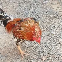 خروس محلی تمیز سروحال