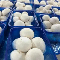 قارچ|عمده‌فروشی|تهران, چیتگر جنوبی|دیوار