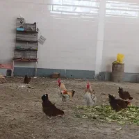 دو تا خروس شش تا مرغ چهارتا اردک