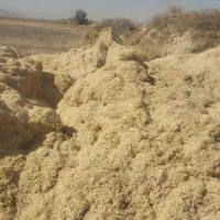 کاه گلرنگ|لوازم جانبی حیوانات|شیراز, نارنجستان|دیوار